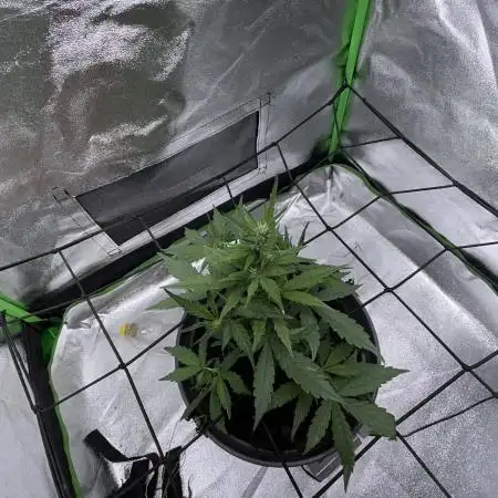 Indoor grow mit einer Auto