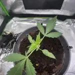 Indoor grow mit einer Auto