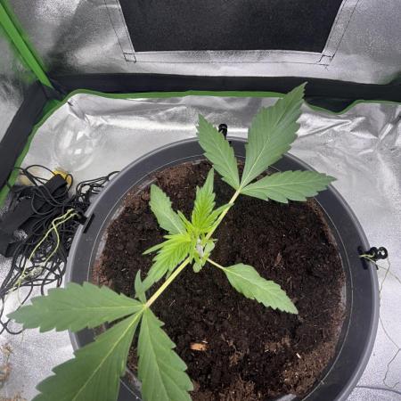 Indoor grow mit einer Auto