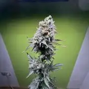 Outdoor/2 Wochen indoor grow