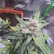 Indoor grow mit einer Auto