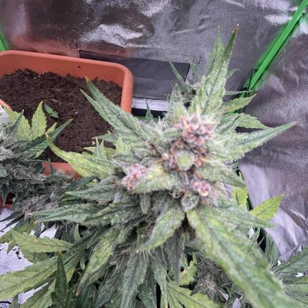 Indoor grow mit einer Auto