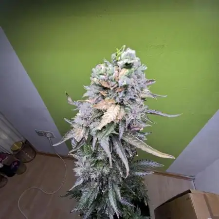 Outdoor/2 Wochen indoor grow