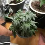 „Fruity Haze“