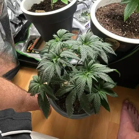 „Fruity Haze“