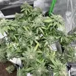 „Fruity Haze“