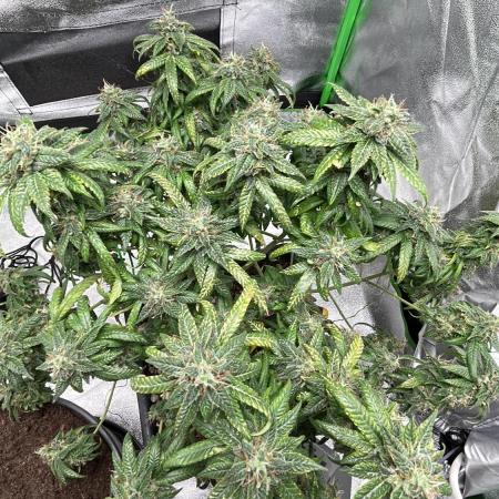 „Fruity Haze“