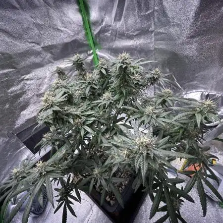 „Fruity Haze“