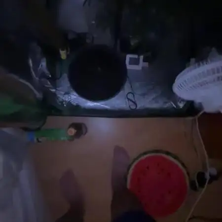 Indoor grow mit einer Auto