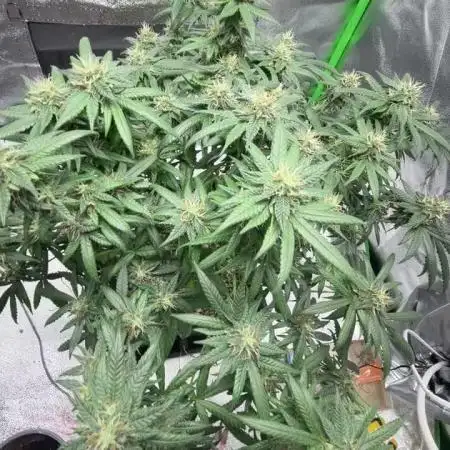 „Fruity Haze“