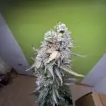 Outdoor/2 Wochen indoor grow