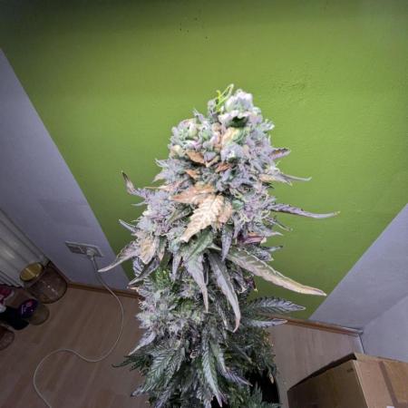 Outdoor/2 Wochen indoor grow