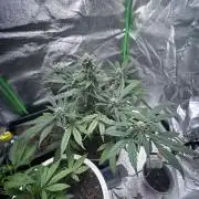 Indoor grow mit einer Auto