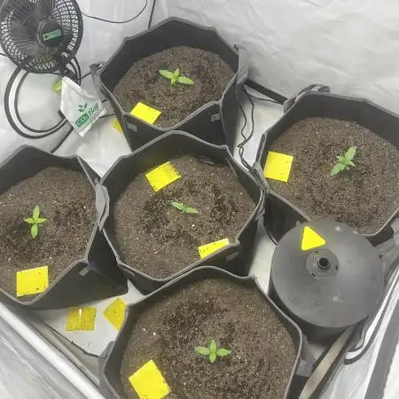 FB420 Lemon Cherry Cookies 24-7