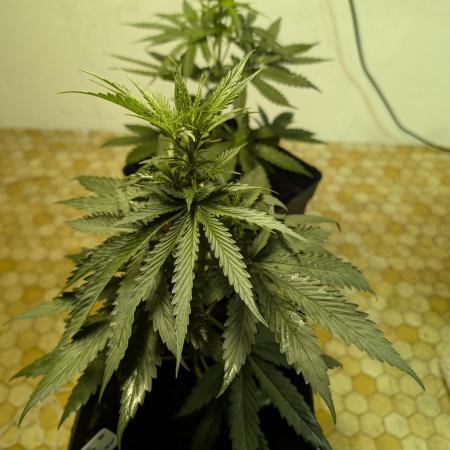 APOG Test