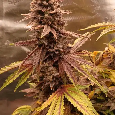 My First Harvest