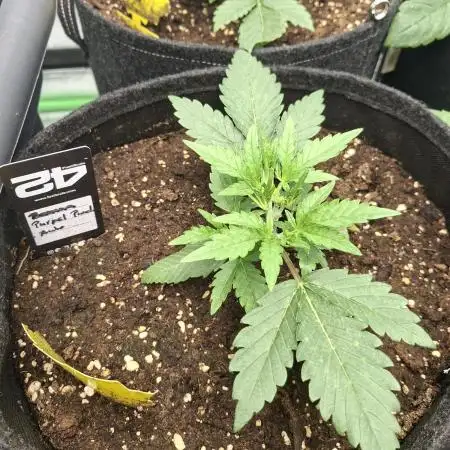 Banana Purple Punch 🍌 💜 👊🏾