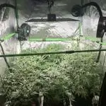 Grow Nr.2