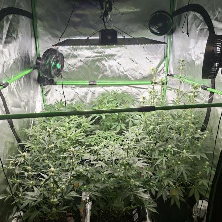 Grow Nr.2