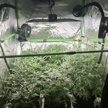 Grow Nr.2