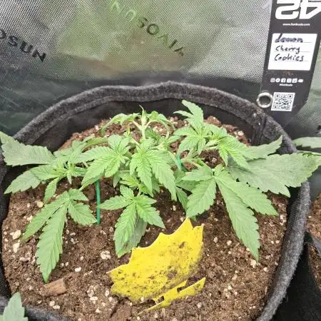Lemon Cherry Cookies 🍋🍒🍪