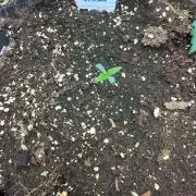 Khalifa Kush