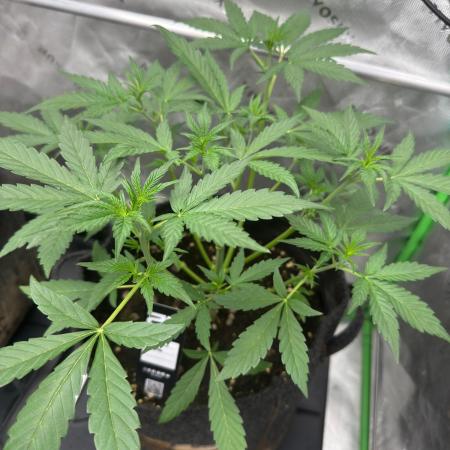 GMOAuto@Fastbuds