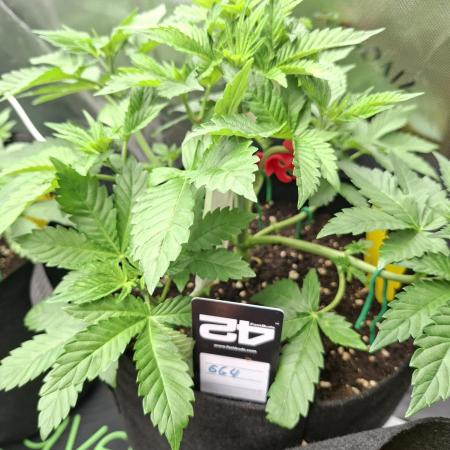 GG4 🦍