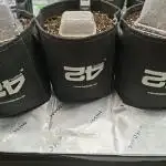 Grow Nr.2