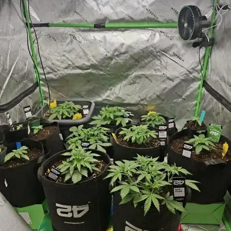 Grow Nr.2