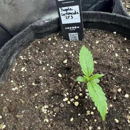 Purple Lemonade RF3