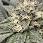 Biscotti Gelato 🍪 🍦