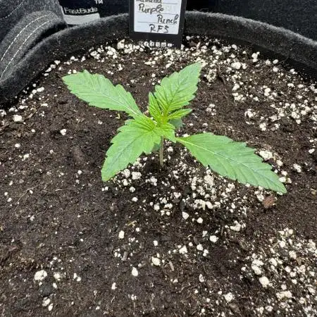 Banana Purple Punch RF3