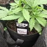 Papaya Sherbert 🌱🍧