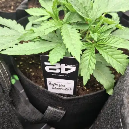 Papaya Sherbert 🌱🍧