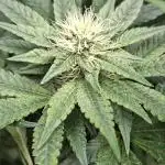 Biscotti Gelato 🍪 🍦