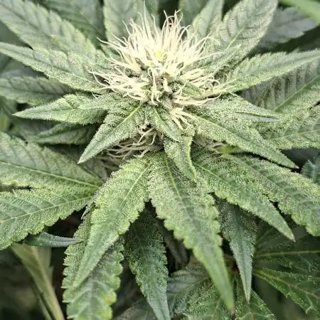 Biscotti Gelato 🍪 🍦