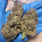 Papaya Sherbert 🌱🍧