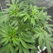 Pinapple OG @Fastbuds