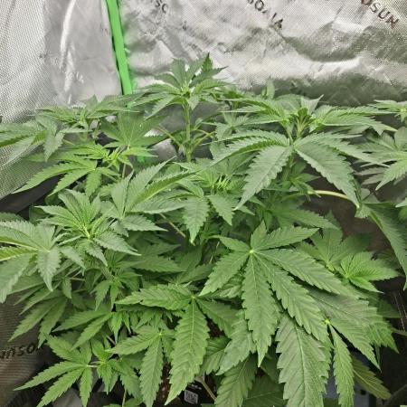 Papaya Sherbert 🌱🍧