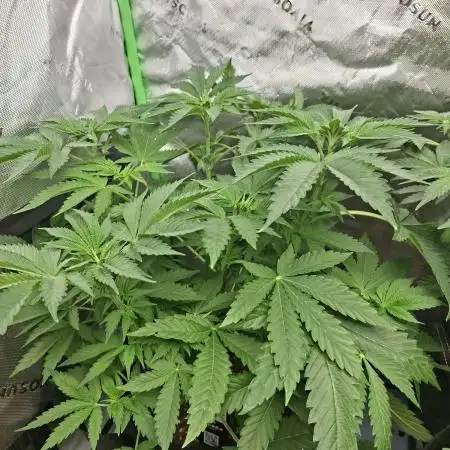 Papaya Sherbert 🌱🍧