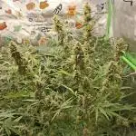 Apple Strudel 🍎🥧