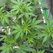 Pinapple OG @Fastbuds