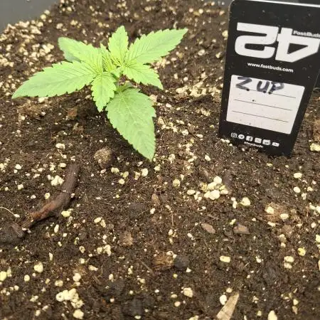 Z'up