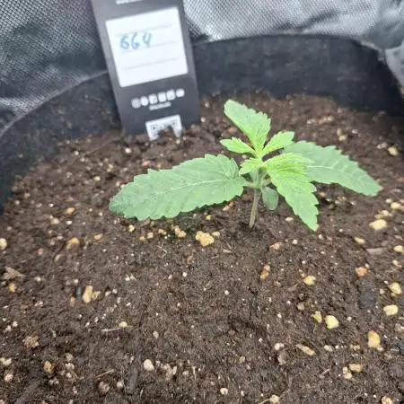 GG4 🦍