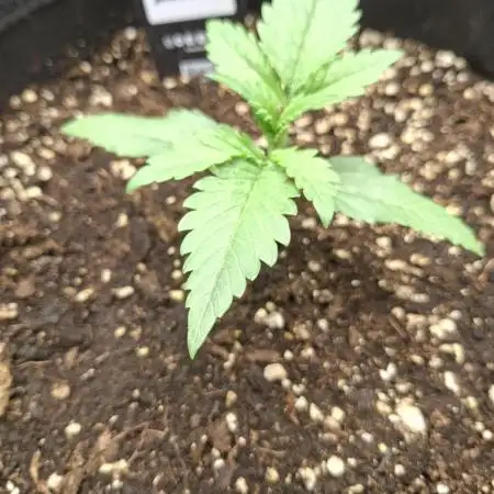 Banana Purple Punch 🍌 💜 👊🏾