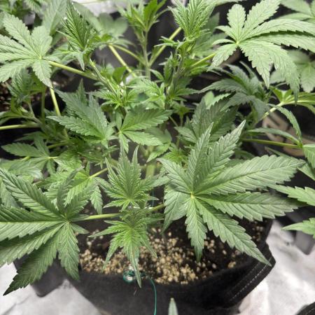 Banana Purple Punch RF3