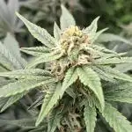 Lemon Cherry Cookies 🍋🍒🍪