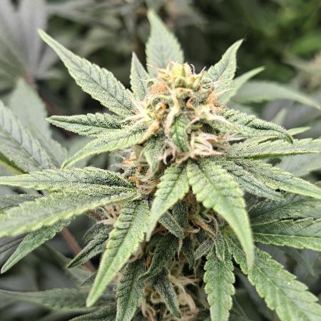 Lemon Cherry Cookies 🍋🍒🍪