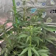 Purple Lemonade RF3
